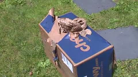 Bear steals chewy store box