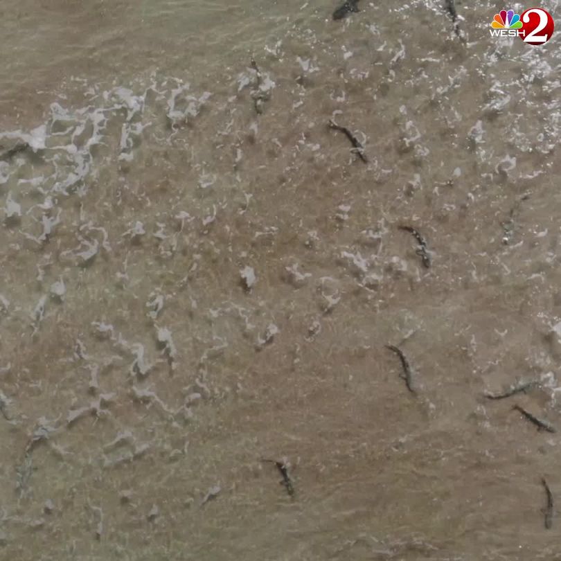 Shallow Water Shark Frenzy At New Smyrna Beach