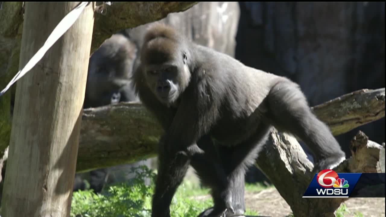 Gorilla gorilla, Sula sula, and Other Animals Whose Names Are