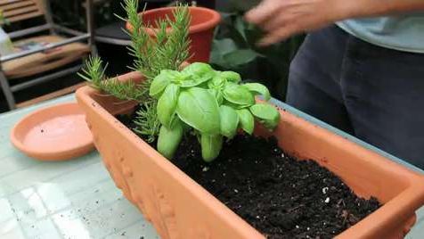 preview for Start Your Kitchen Herb Garden