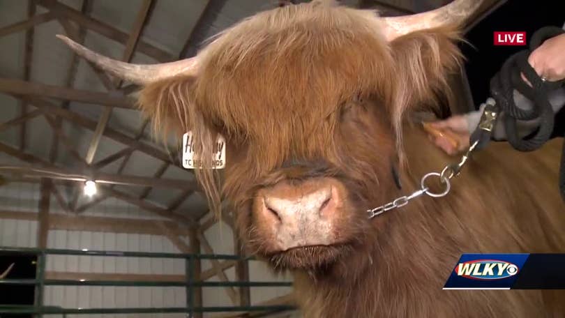 Scottish Highland Cattle - Altina Wildlife Park, highland