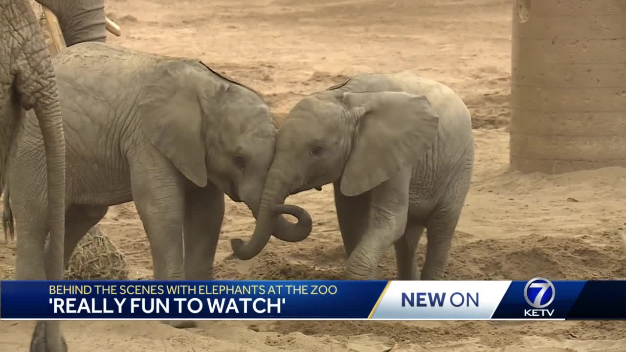 Omaha zoo expecting fourth baby elephant