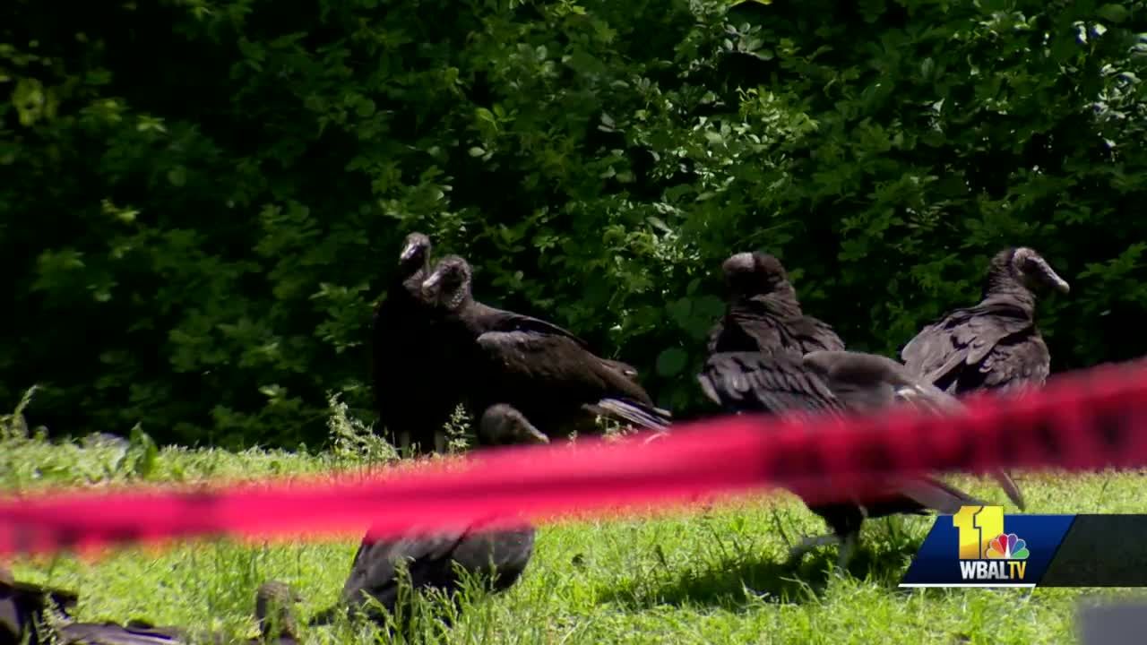 100+ black vultures found dead in park; bird flu detected