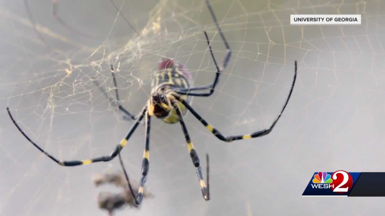 Joro Spiders: All about the spider species that is spreading