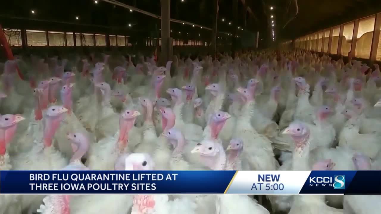 'A step forward': Bird flu restrictions lifted at three Iowa poultry farms
