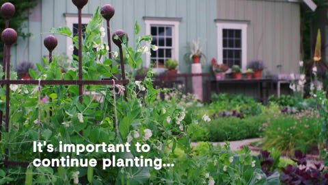 Best Straw Bale Gardening Tips Step By Step Straw Bale Gardening