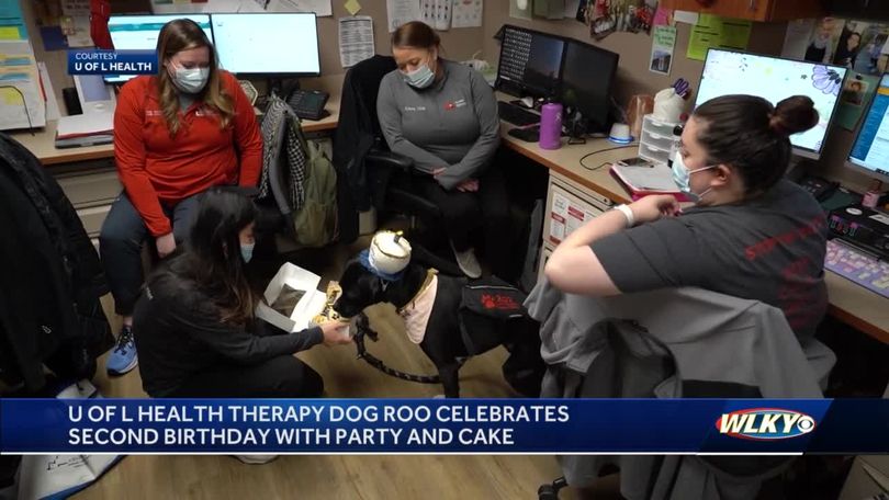 Happy birthday! UofL Hospital's trauma therapy dog turns 2