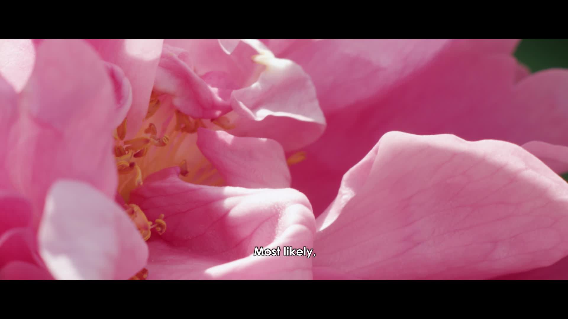 miss dior rose n roses advert song