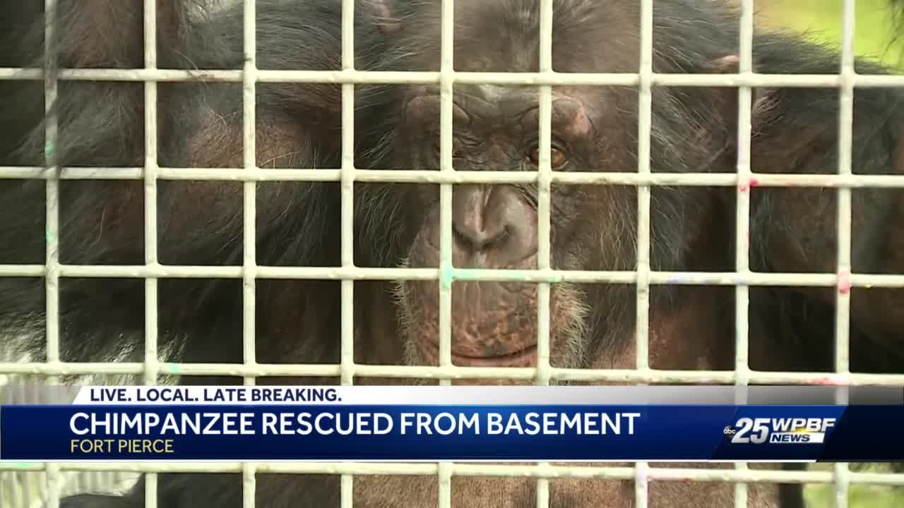 Chimpanzee rescued from basement