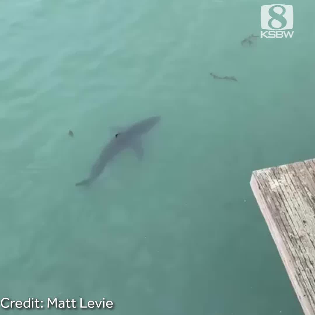 Juvenile shark visits Seacliff State beach