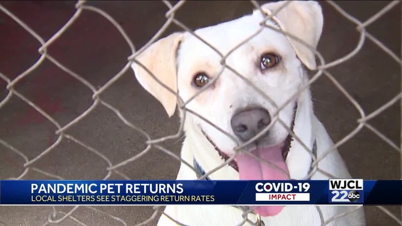 We are completely overloaded': Local animal shelters seeing an uptick in pet  returns