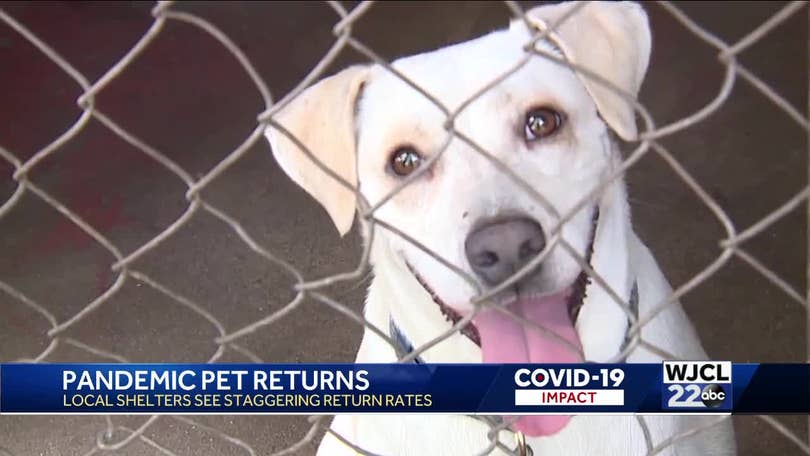 We are completely overloaded': Local animal shelters seeing an uptick in pet returns We are completely overloaded': Local animal shelters seeing an uptick in pet returns