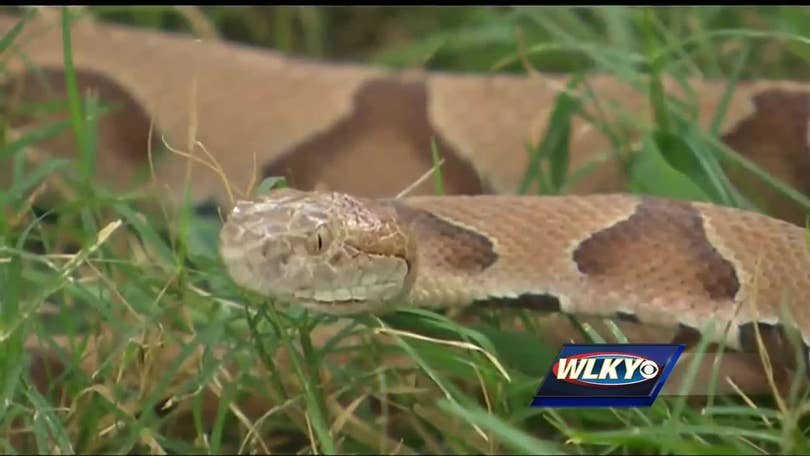 Venomous snake slithers into Manchester woman's driveway