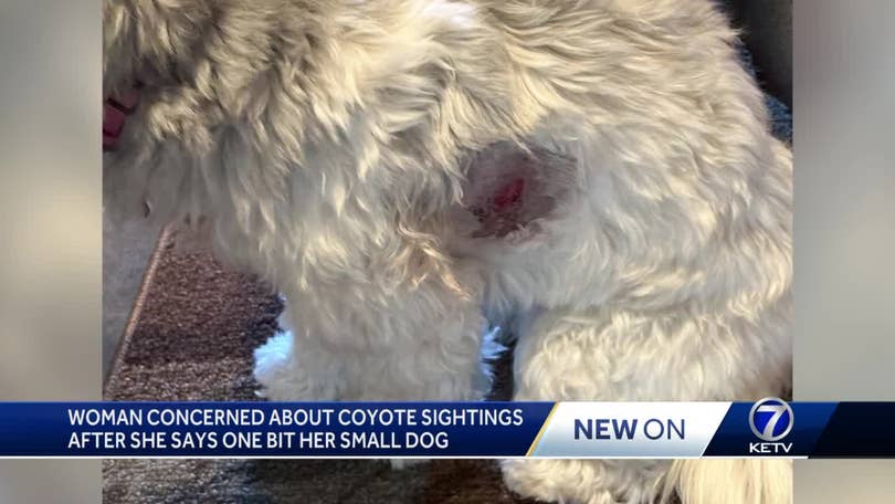 Woman says coyote bit her dog in west Omaha backyard Woman says coyote bit her dog in west Omaha backyard