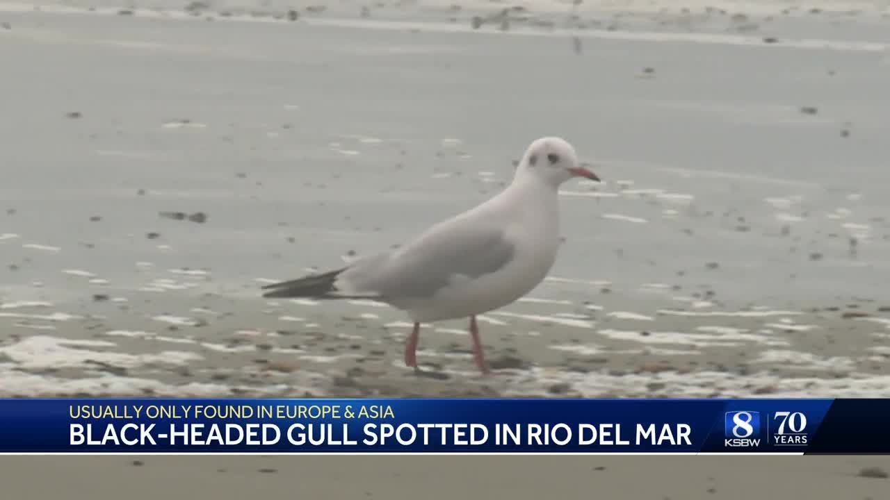 A bird rarely seen on the West Coast is getting attention in Santa