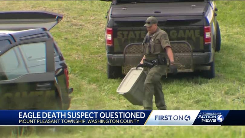Bald eagle death under investigation in Pennsylvania