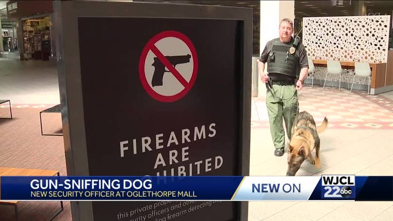 can dogs sniff guns