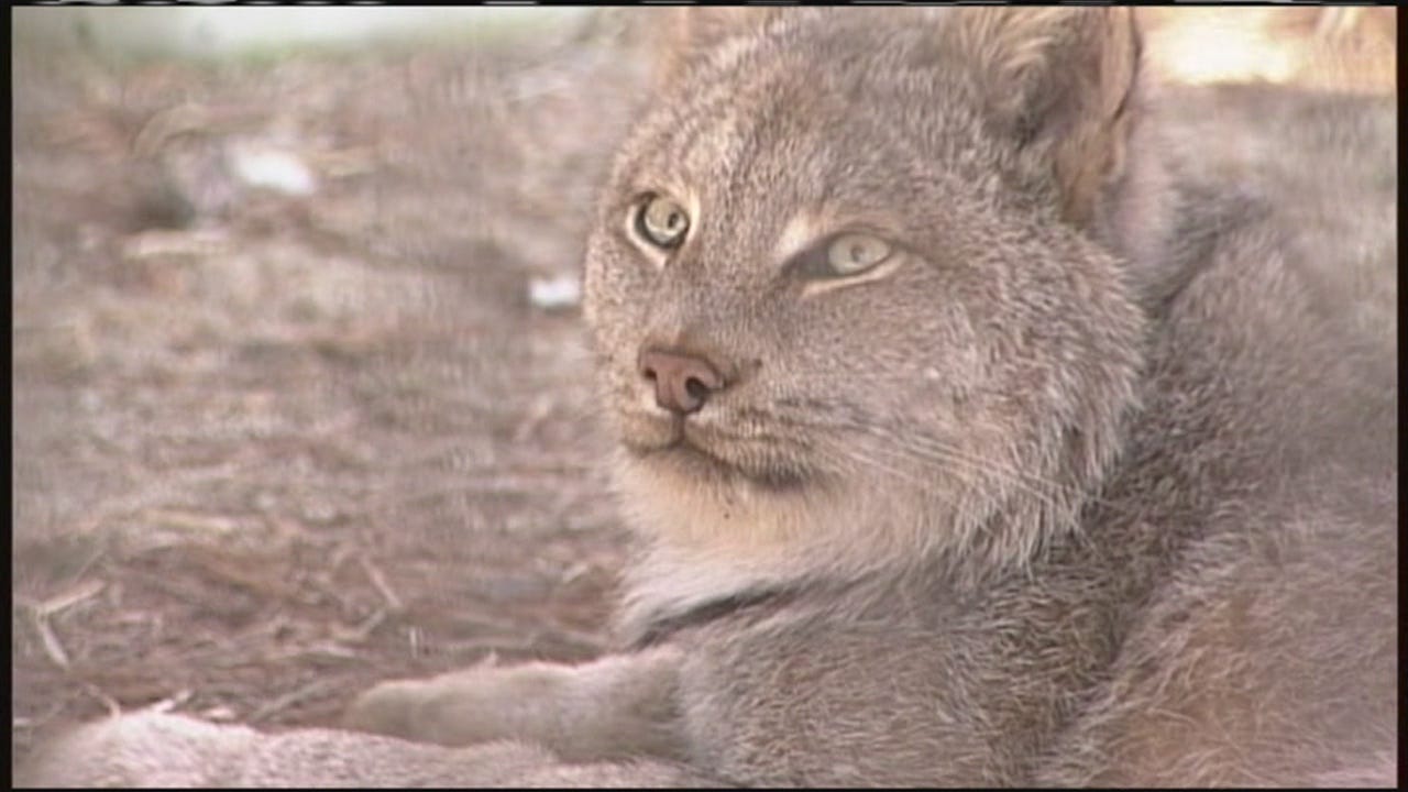 Maine Wildlife Park: Maine Dept of Inland Fisheries and Wildlife