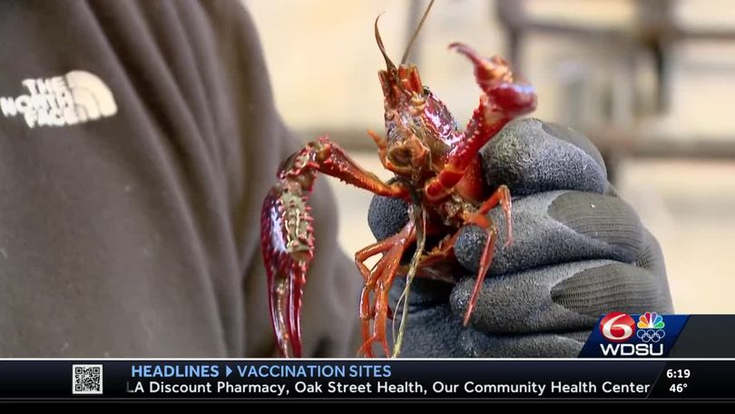 Crawfish season started early but is now fighting impacts from recent cold  weather