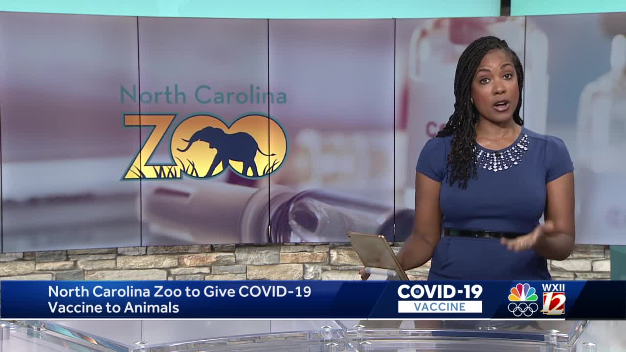 North Carolina Zoo to begin vaccinating animals against COVID-19 ...