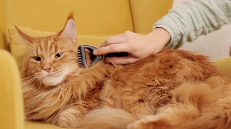 If you adopt one of these cats, Frontier Airlines will throw in a free flight too If you adopt one of these cats, Frontier Airlines will throw in a free flight too