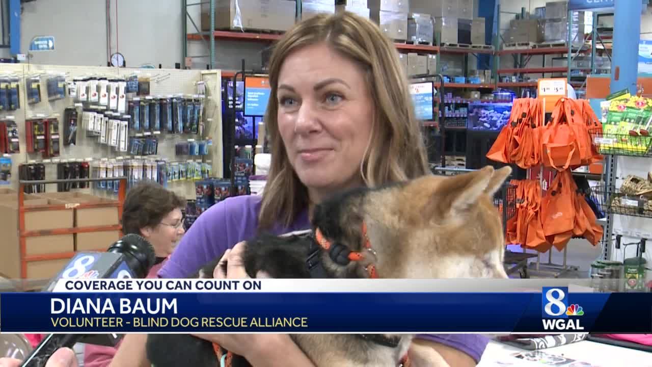 Blind dog rescue store alliance