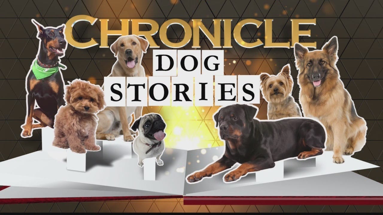 Top Dogs  Chronicle Books