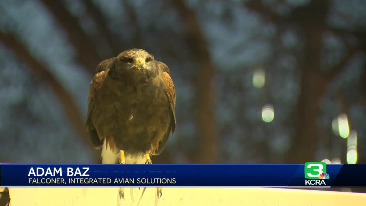 Rescued bird steals hearts before its return to nature > Sacramento  District > Sacramento District News Stories