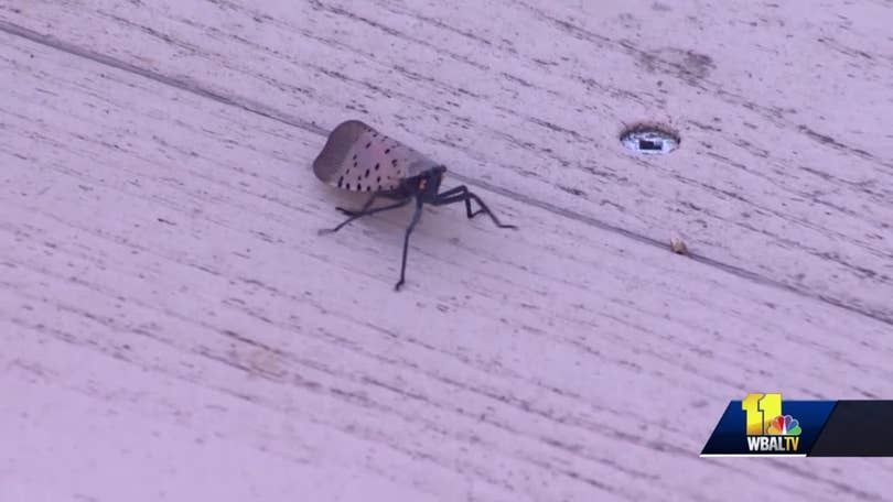 Invasive spotted lanternfly invades Wicomico County, Maryland