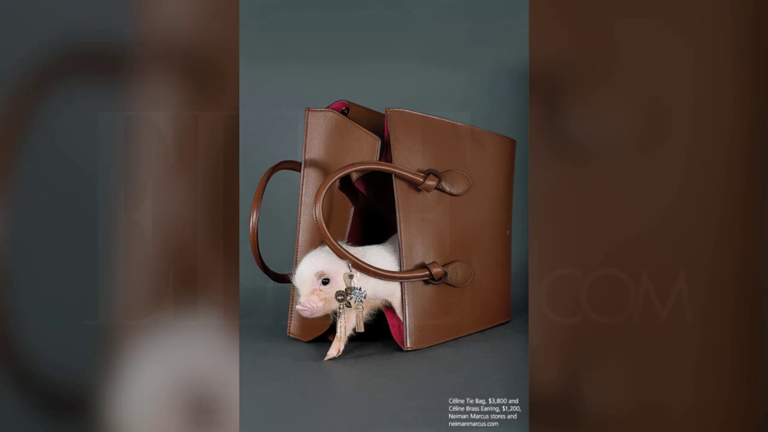 preview for Two Teacup Piglets Model Fall's Best Accessories