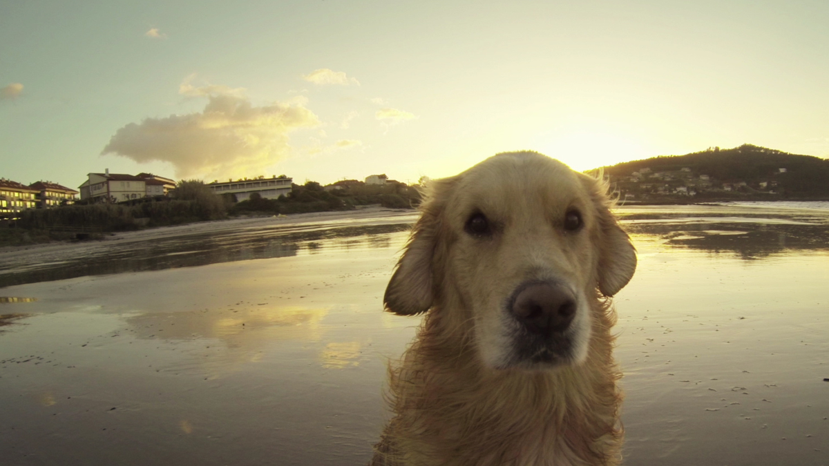 best dog breeds for people who live alone