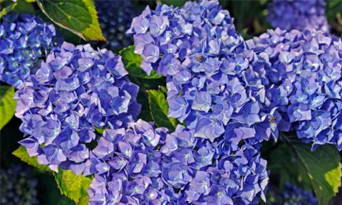 hortensias bonitas