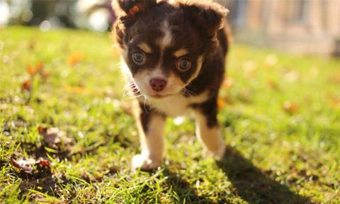 preview for 19 Tiny Dogs That You Need In Your Life