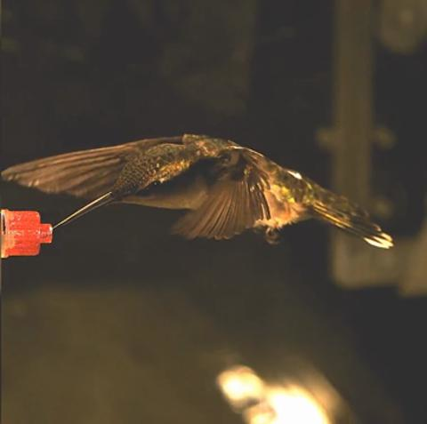 preview for Watch a hummingbird ace a wind tunnel test