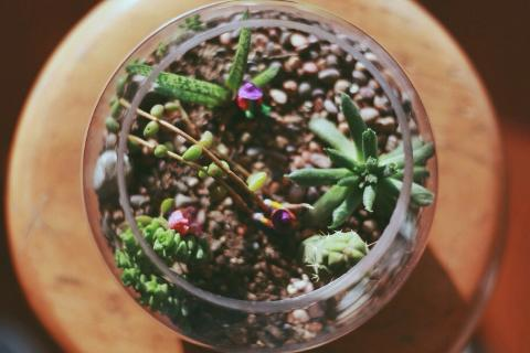 preview for How To Plant A Terrarium