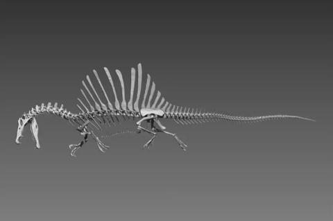 preview for Spinosaurus Aegyptiacus Skeleton Model Flyby