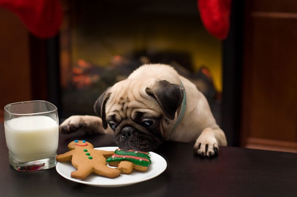 perro con jersey navideño