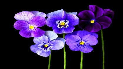 Where To Buy Edible Flowers Recipes With Edible Flowers