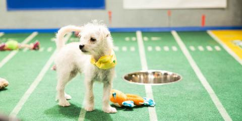 preview for 25 Adorable Puppies From Behind The Scenes At The Puppy Bowl