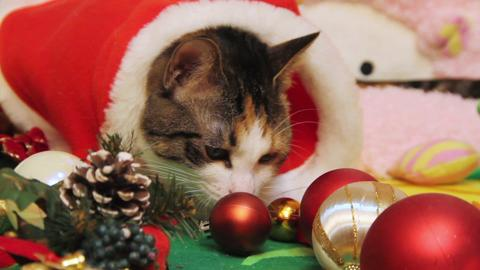 preview for COSMO - 10 giorni a Natale con i gattini