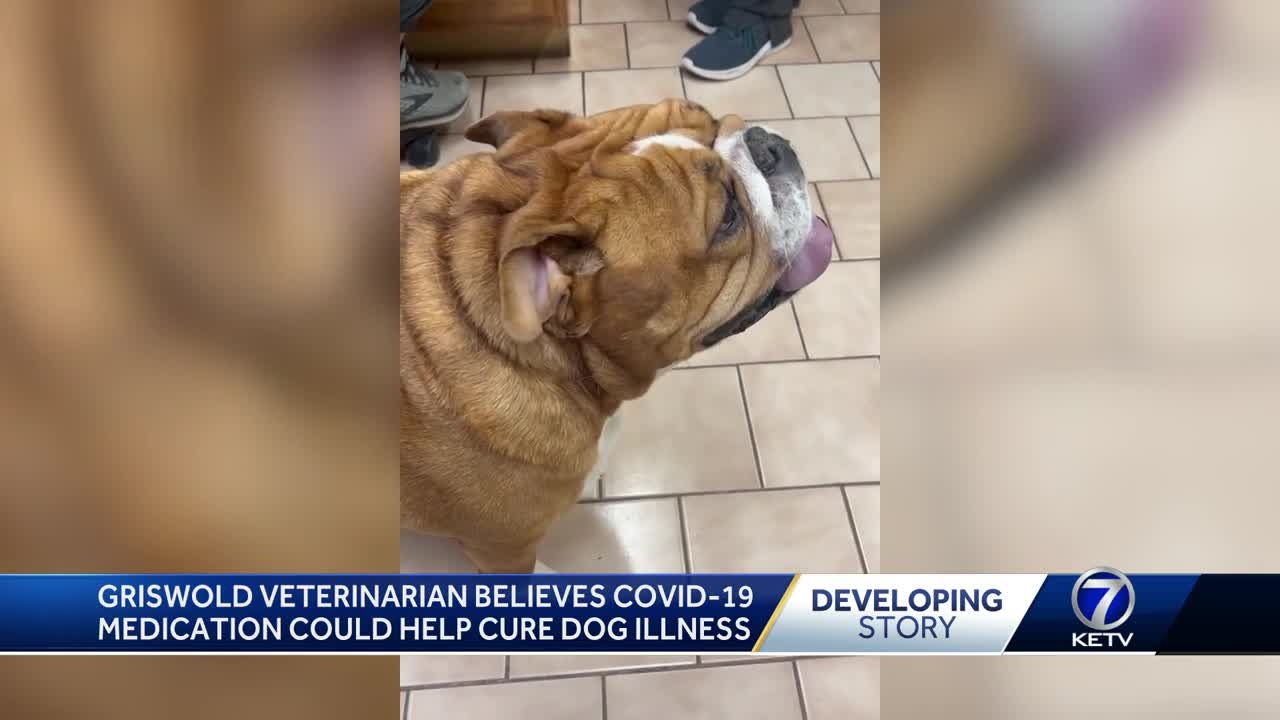 'It's kind of a death sentence if we don't': Iowa veterinarian prescribes COVID-19 drug for mystery dog illness