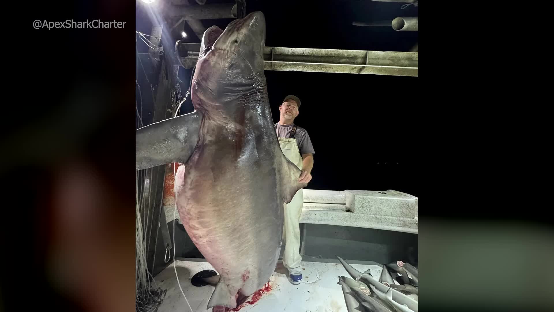 Bull shark weighing more than 500 pounds caught off the coast of Alabama