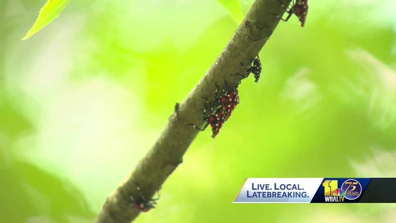 Invasive spotted lanternfly invades Wicomico County, Maryland