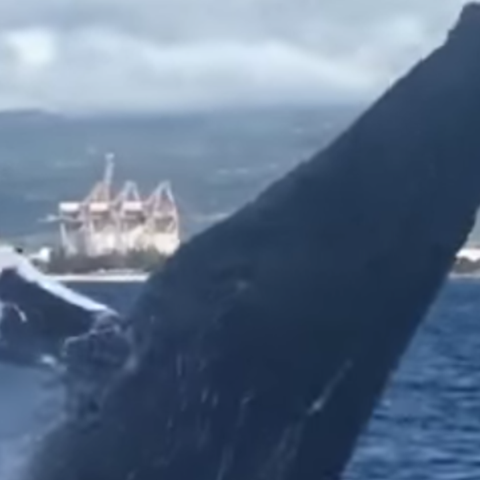 preview for Whale Breaches in Front of Delighted Diver in Hawaii