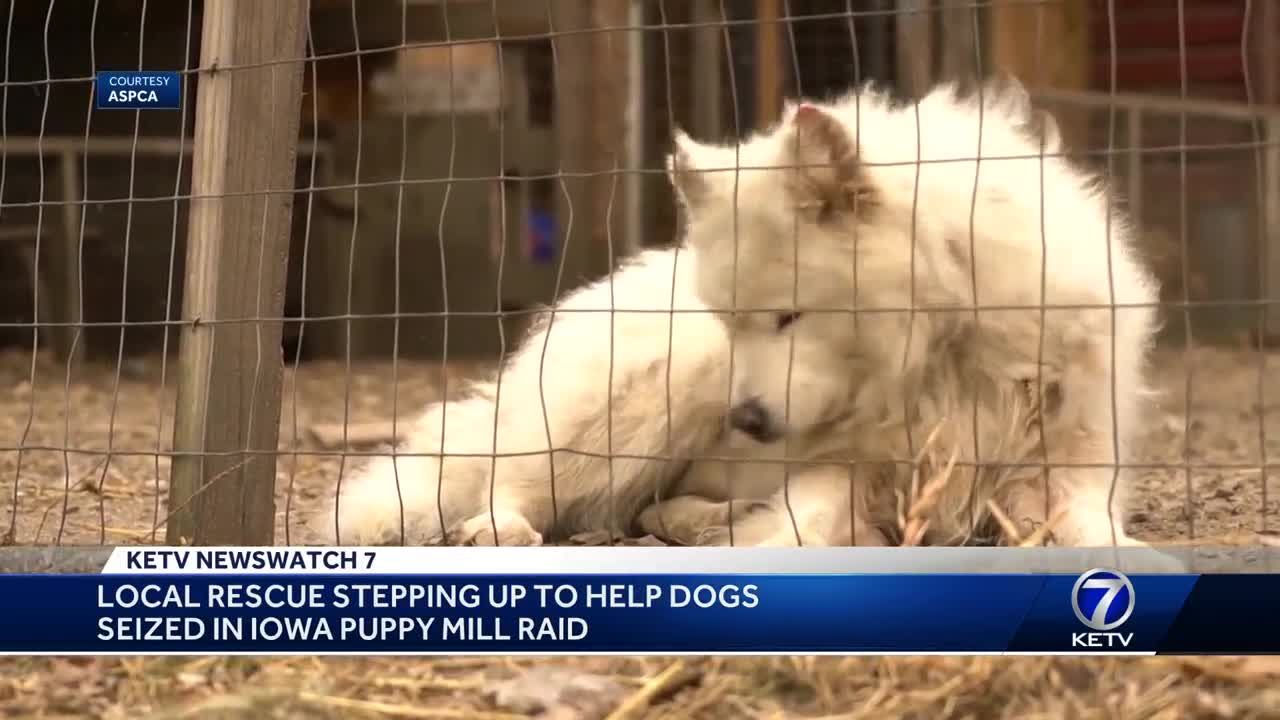 Samoyed puppy deals mill rescue