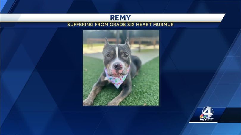 Dog with a Heart Condition Found Abandoned at S.C. Shelter with Note