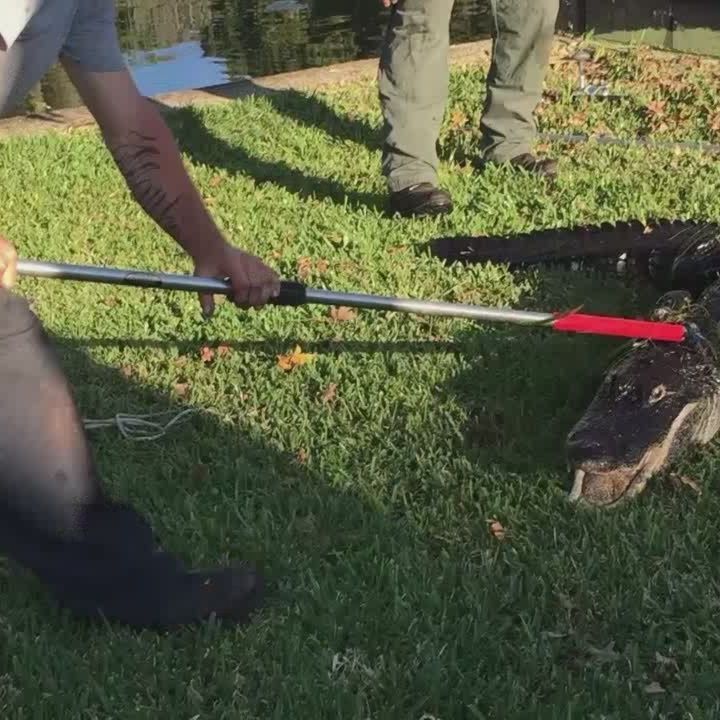preview for Man bitten by gator describes attack