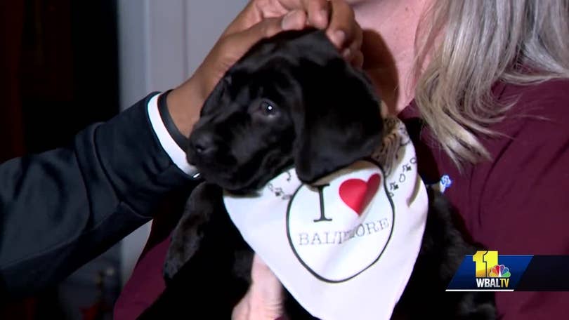 VOTE to name WBAL-TV's next Puppy with a Purpose