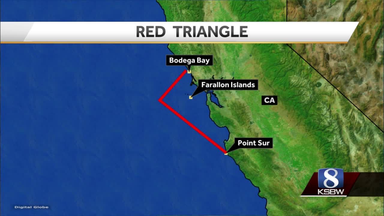 The Red Triangle CA coast with the majority of great white shark