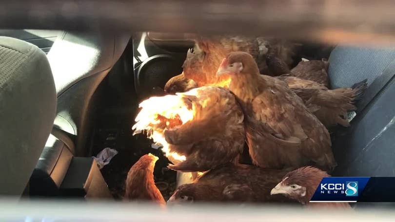 Chicken Coupe Police Find 10 Chickens Kept In Car